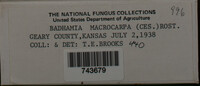 Badhamia macrocarpa image